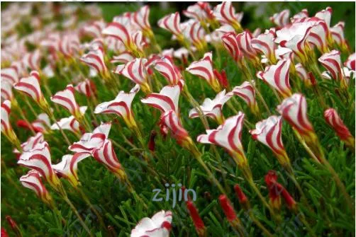 лишить цветка. оксалис голден кейп. кислица четырёхлистная. оксалис версиколор. оксалис versicolor (версиколор).