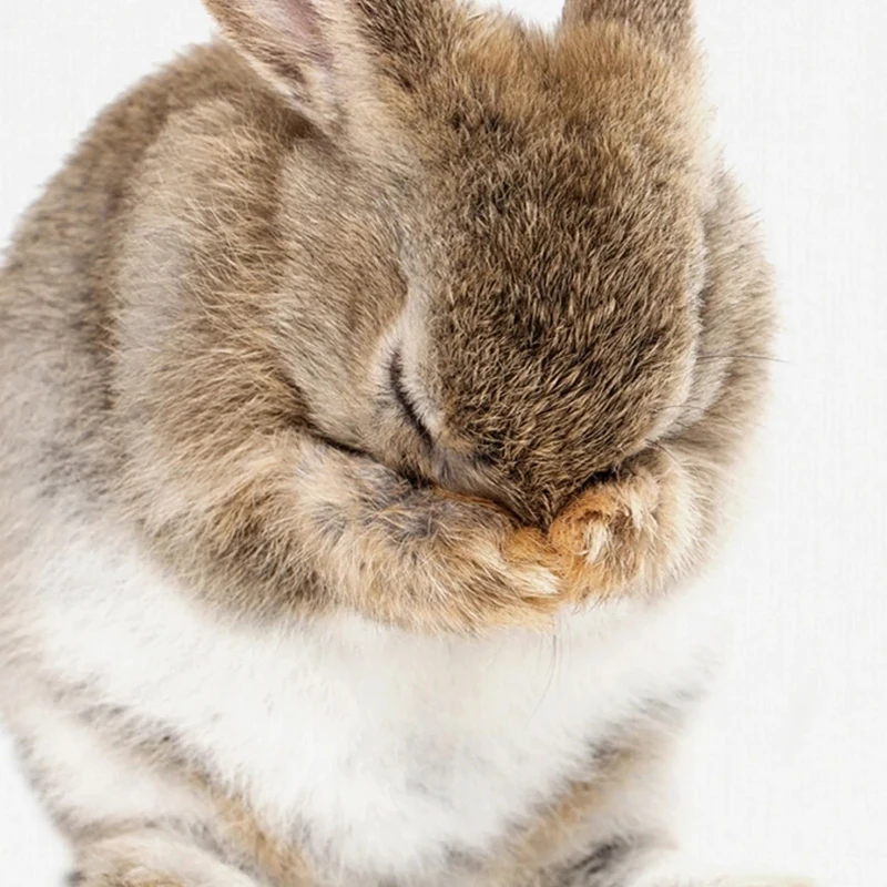 Sylvie-Shy-Bunny-Rabbit-Animal-Print-Framed-Canvas-Art-by-Amy-Peterson-N-A-9d32eedd-f4cf-44f3-b137-576e2dfdbd13.webp