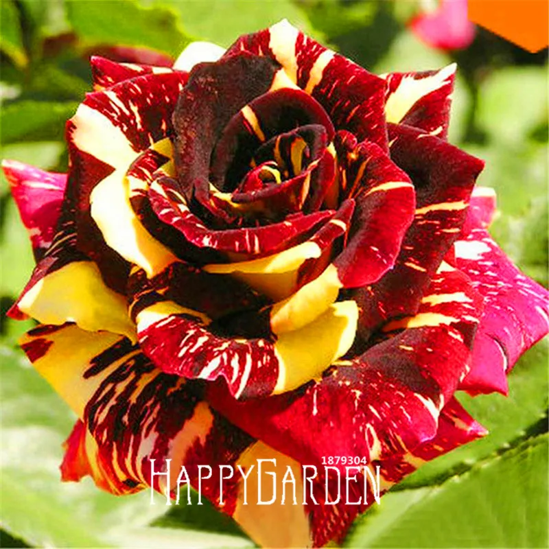 Popular Rose Bushes SaleBuy Cheap Rose Bushes Sale lots from China