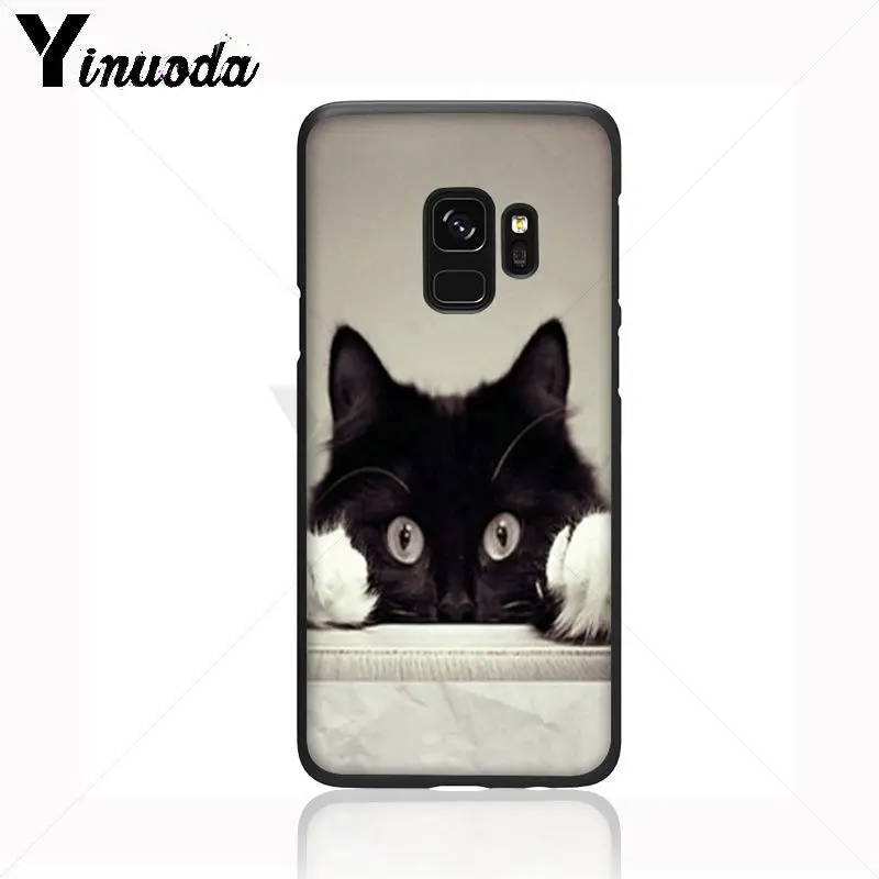 Black Cat Staring Eye