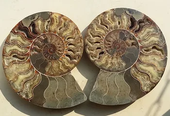 

2740g 1 Pair Half Cut Ammonite Shell Jurrassic Fossil Specimen Madagascar