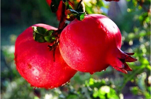 Pomegranate Bonsai Very Sweet Delicious Fruit Bonsai Succulents Bonsai Plant For Home Garden Pot 50pcs