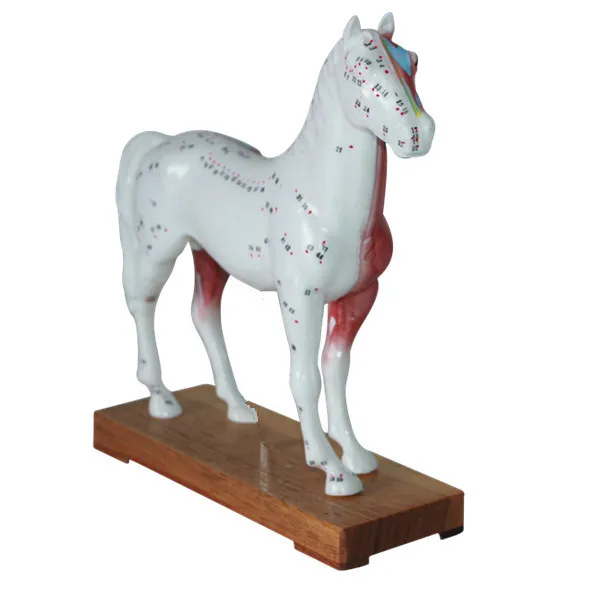 

Veterinarian's Horse Equine Acupuncture Model In Trauma Anatomy Skeleton Dental Anatomical Shadow Medical Training Manikins