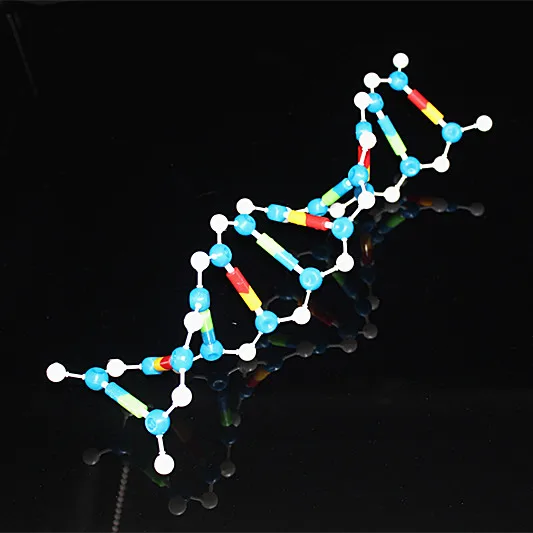 Набор моделей для анализа крови биологические молекулярные модели двухспиральная молекулярная структура модель дезоксирибонуклеиновая кислота 10 слоев обучающая посуда