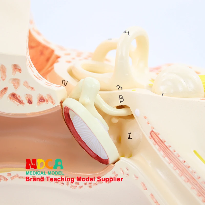 Разборки 3 компонентов уха анатомическая модель уха слуховых косточек лабиринт модели ушной раковины медицинское учение MED001