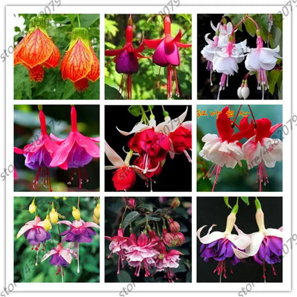 

100pcs Fuchsia Hybrida Hort lantern flower indoor balcony bonsai for home garden planting