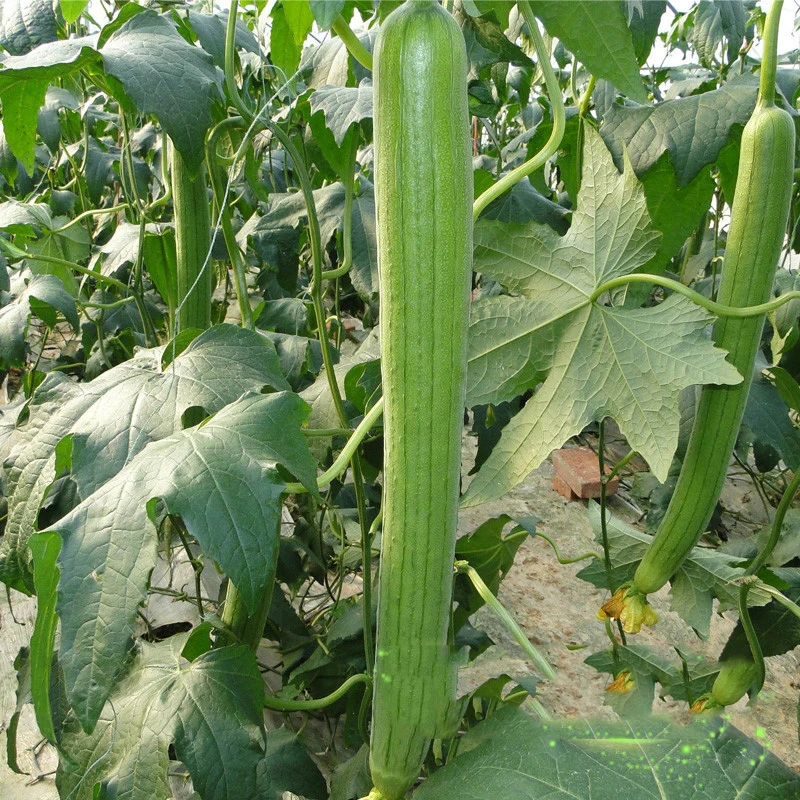 

ZLKING 20 Pcs Very Rare Long Luffa Cylindrica Oversized Towel Gourd Vegetable Balcony Organic Vegetable Bonsai