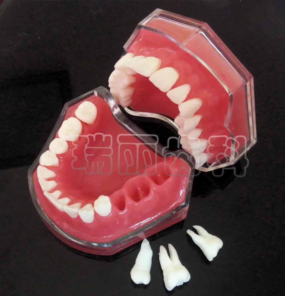 

Dental Study Teaching Model Standard Model Removable Teeth Soft Gum adult TYPODONT Model 1pc