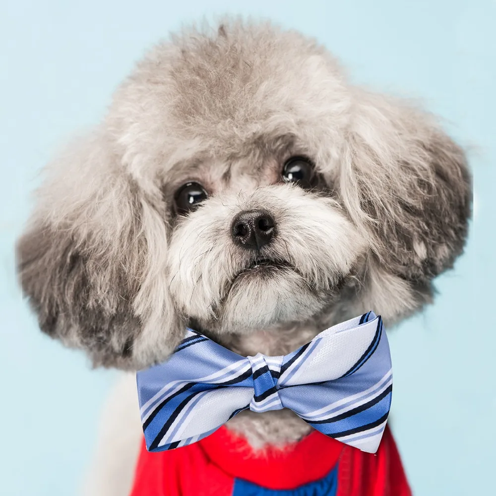 dog1