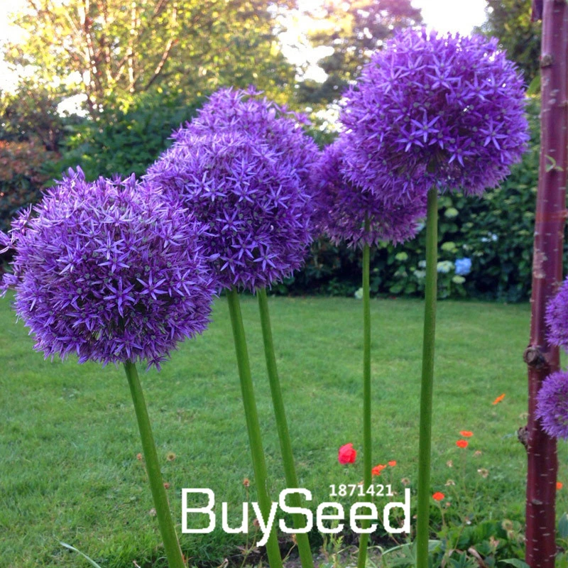 Sale Exotic Onion Seeds Giant Allium Seeds Multicolor Potted Flowers White Purple Green 30 Pcs Bag Khtaba Flower Parts Flower Seed Picturesflower Tulip Aliexpress