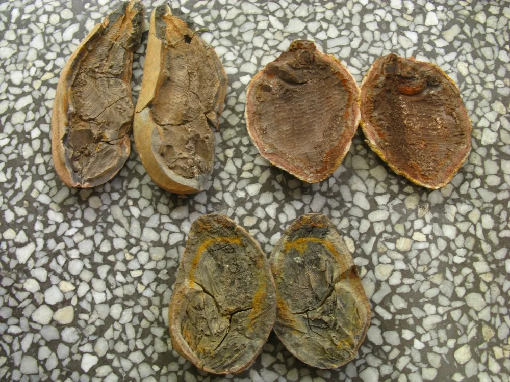 

3 pairs fish well-preserved Million Year Old fish fossils
