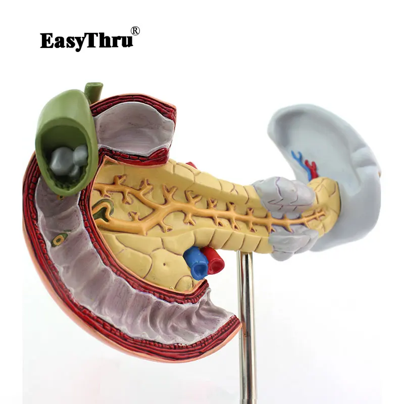 

Medical Pancreatic Duodenum and Gallbladder Pathology Model Digestive System Digestive Model Skeleton Model Anatomical Model