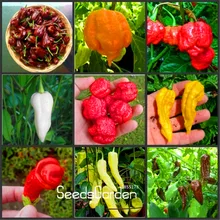Time Limit 100pcs 16 Kinds to choose Hot chilli Pepper capsicum Vegetable bonsai Happy Farm BFUV5Y