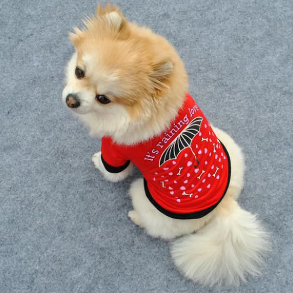 teddy dog puppy