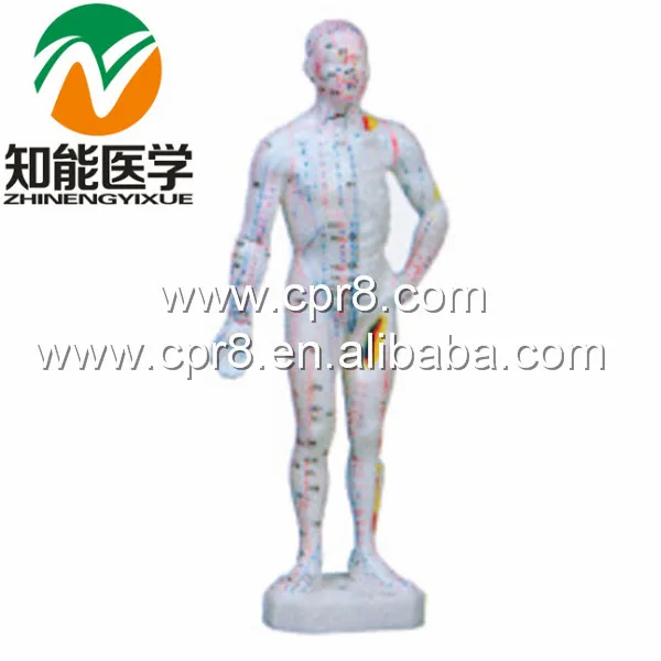 BIX Y1011 тело Акупунктура основная модель (на китайском языке)(26 см) G039|acupuncture