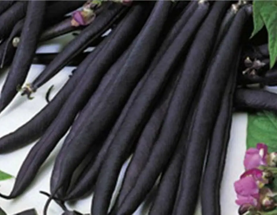 

20 piece Rare Purple Bush Beans Parpl TippiOrganic Russian Vegetable free shipping