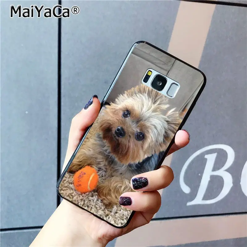 yorkshire terrier dog puppy