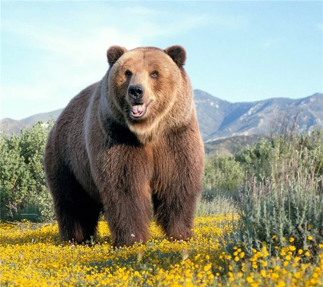

5D Diamond Embroidery Bear Animal DMC Diamond Cross Stitch Kits Rhinestones Mosaic Handmade Crafts for Living Room Wall Decora