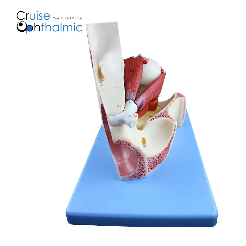 Премиум орбита и глазные мышцы 5X модель глазного яблока | для обучения и демонстрации глазная модель, анатомическая модель