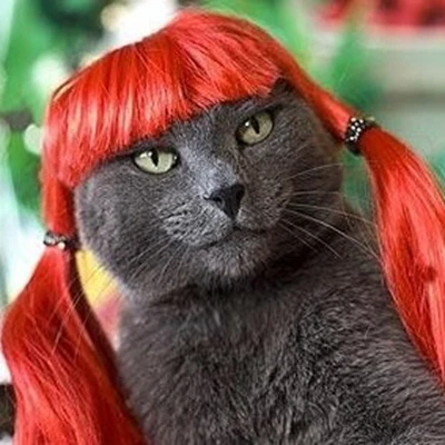 pet wig funny cat