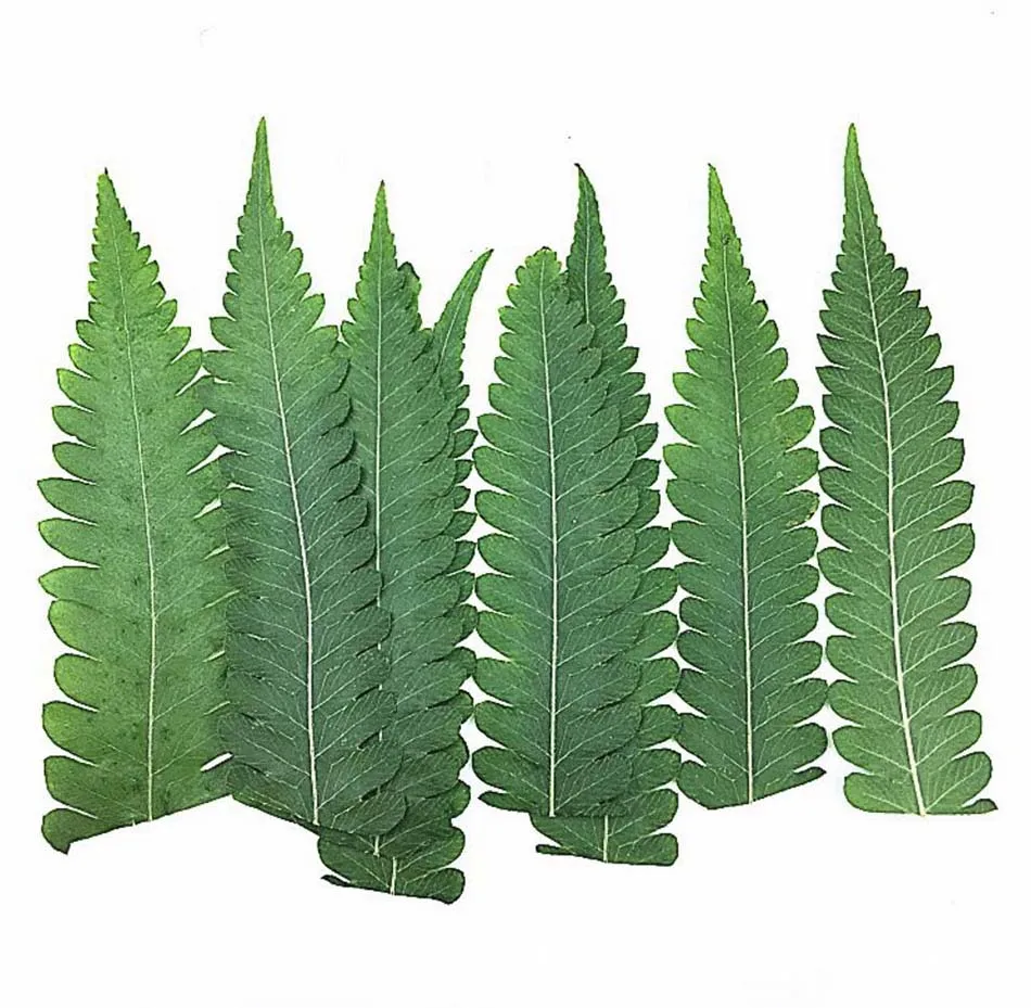 60pcs Pressed Dried Woodsia Polystichoides Leaves Flower Plant Herbarium For Jewelry Postcard Invitation Card Phone Case DIY | Дом и сад