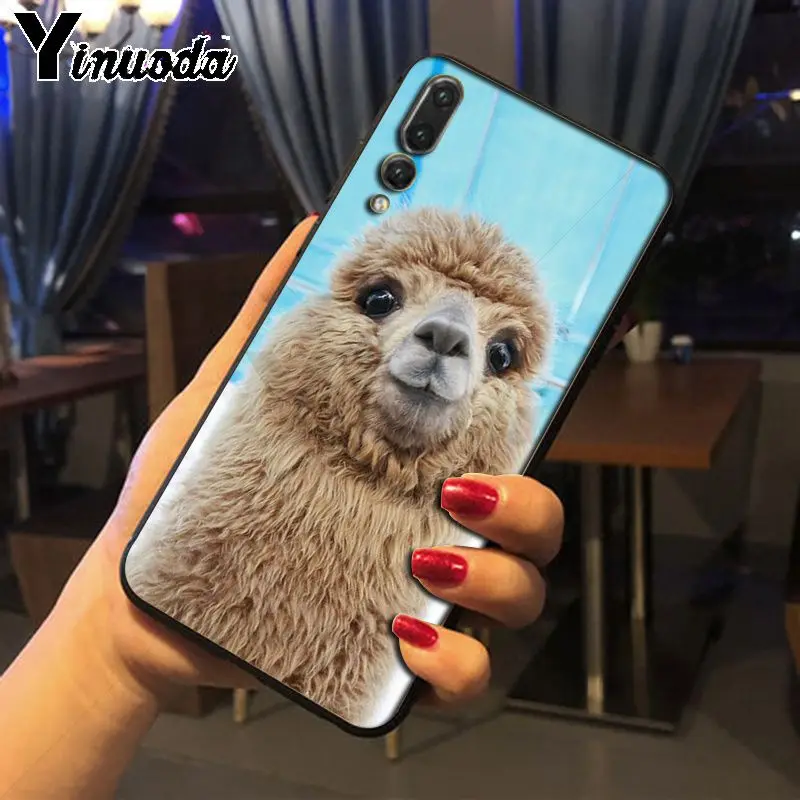 cow alpaca zebra giraffe