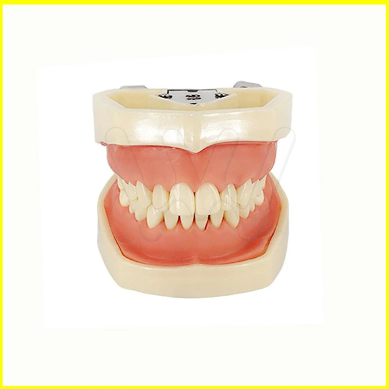 Стоматологическая Typodont Модель 28 шт. съемные зубы Kilgore Nissin все съемные
