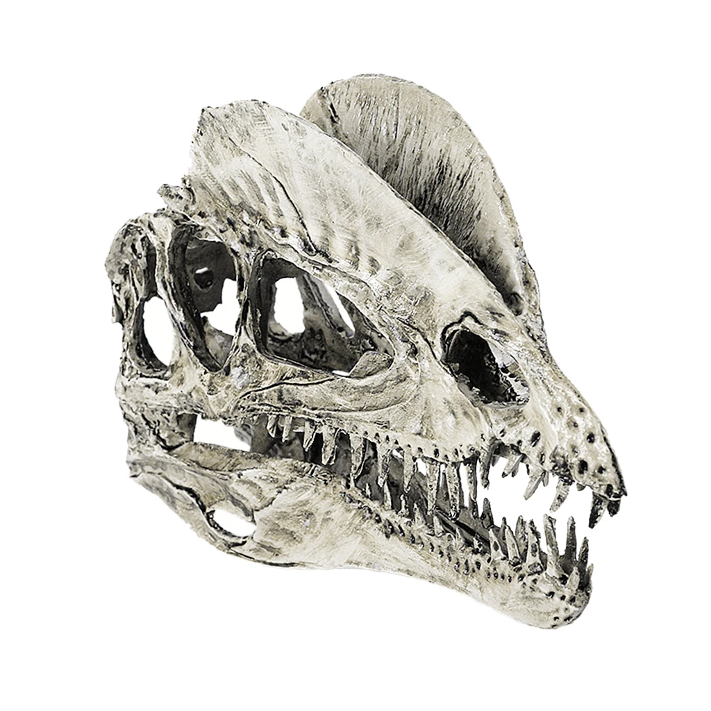 1/3 Scale Dinosaur Skull Dilophosaurus Skeleton Model Collectible Crafts Drawing Prop Artwork