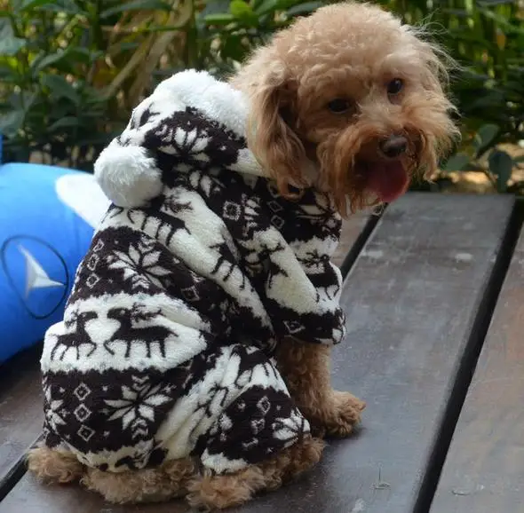 Compra Ropa para perros dachshund online al por mayor de