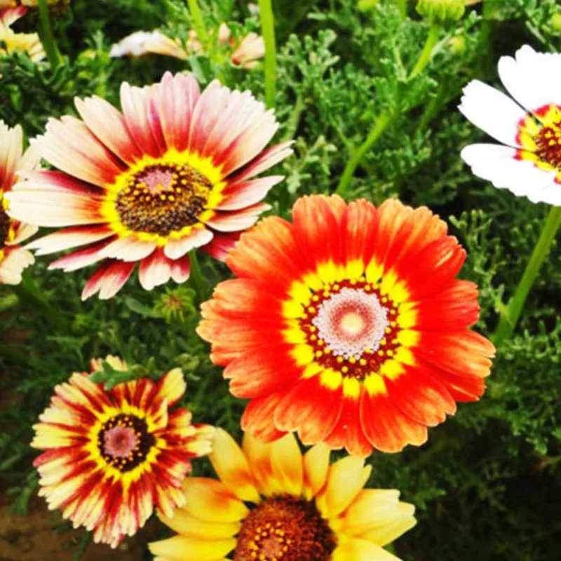 

Outdoor Flowers seedling 50 Pcs Colorful Chrysanthemum Seedsplant Chrysant Daisy Flowers Seeding Home Garden Farm Bonsai VC