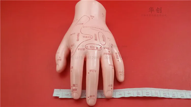 HD Human Acupuncture Palm hard Model Hand Medical teach Meridian Acupoint Model 15CM Traditional Chinese Medical Teaching Model HD Human Acupuncture Palm hard Model Hand Medical teach Meridian Acupoint Model 15CM Traditional Chinese Medical Teaching Model