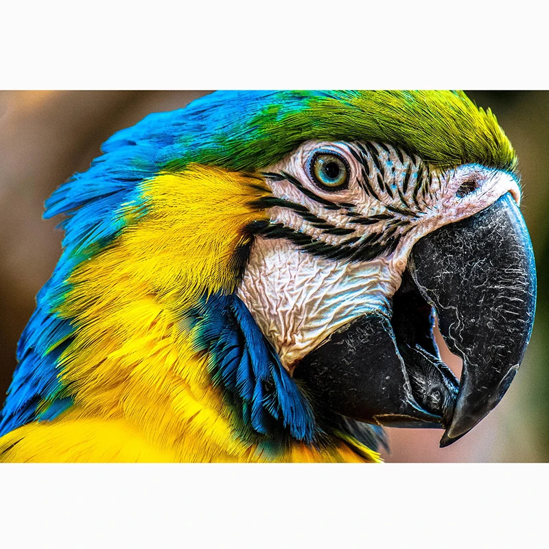 DIY 5D Diamond Painting Animals parrots Resin circular drill Embroidery Cross Stitch Mosaic Rhinestone decoration painting (2)