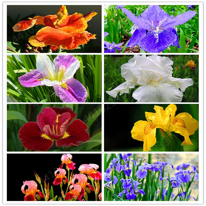 

50 Pcs Tectorum Iris Perennia Flower Bonsai Rare Flower Bearded Iris,Nature Plants Orchid Dwarf Bonsai Diy For Garden Easy Grow