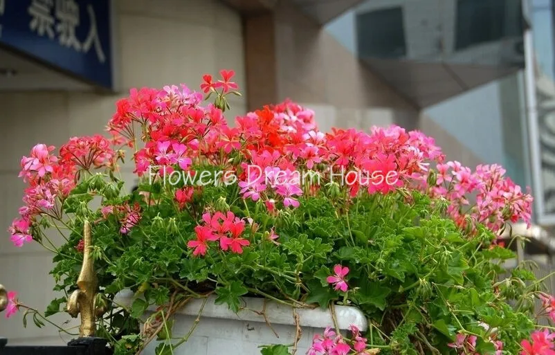 Bonsai geranium seeds mix 9 colors 10pcs/lot flower seeds