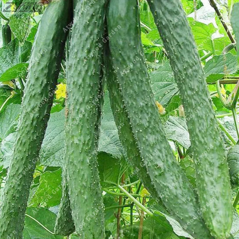

ZLKING Long Shape Cucumber Vegetable for Home NO GMO Vegetables for Home Garden Planting 50 /bag