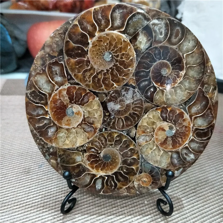 Bella Ammonite Fossile Di Borsette Disco Tutta Madagascar Ammonite Fossile Di Quelli Collegati Tra Loro Non Rotto Con Ripiano
