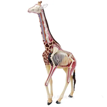 

Animal Anatomy Giraffe Model 4D Educational Puzzle Medical Science Doll Toys for Children Skeleton Educational Science Toys