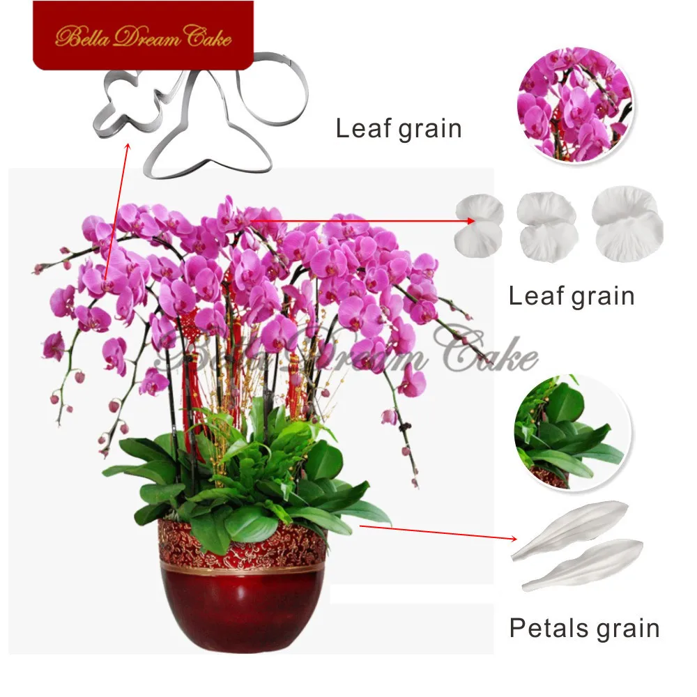 Orchid Phalaenopsis-4_