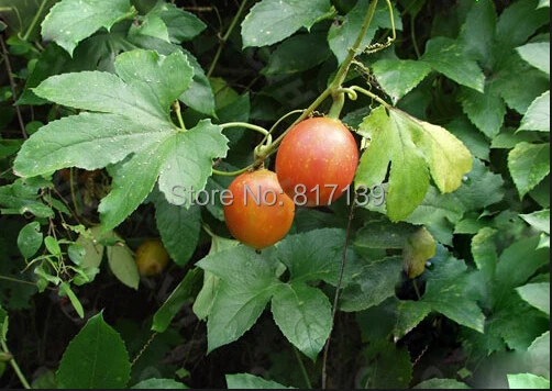 Lục Bát Hoa ĐV - Page 31 New-Home-Garden-Plant-4-Seeds-Trichosanthes-kirilowii-Snake-Gourd-Fruit-Seeds-Free-Shipping.jpg_640x640