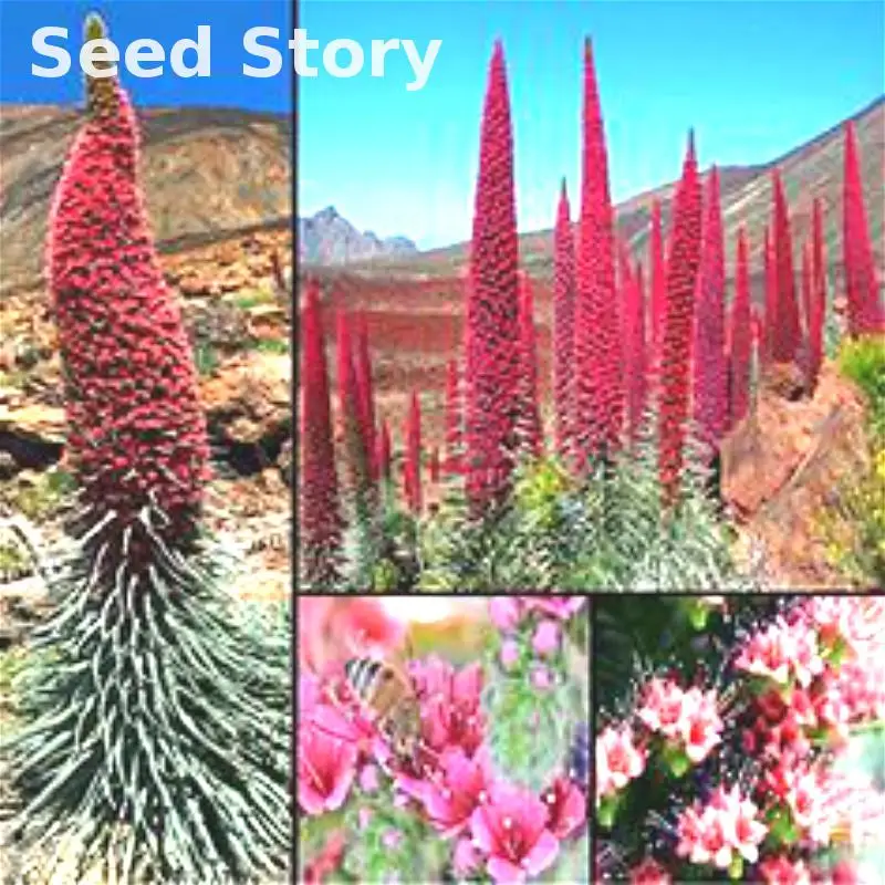 Редкий цветок растений Roter тейде Natternkopf Echium Wildpretii 50 Samen дерево башня Jewels дома и