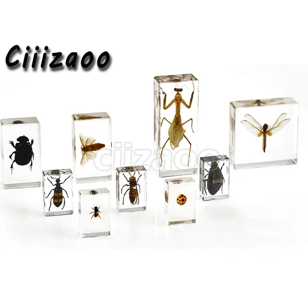 life cycle of honeybee embedded Specimens In Clear Lucite  Embedding specimens