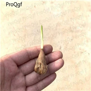 Ngryise 20 шт набор Freesia hybrida