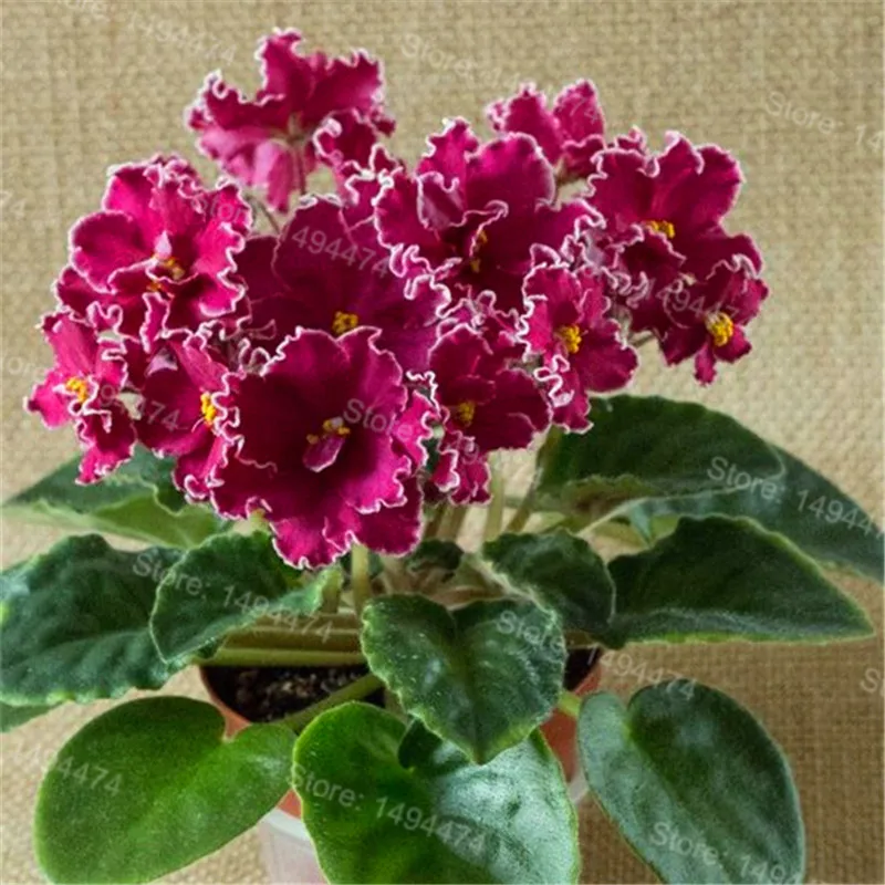 50 Plantas african violet Flores Mixed colors Flower Bonsai Saintpaulia Ionantha Garden bonsai Plant pot Perennial Herb Planten