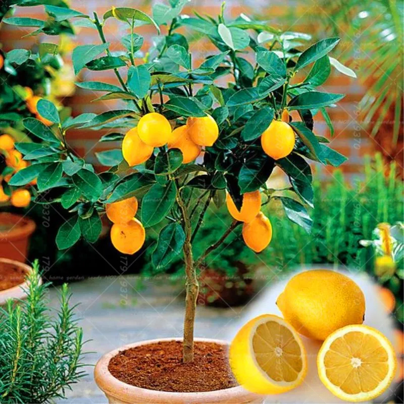 

40pcs Edible Fruit Meyer Lemon bonsai,Exotic Citrus Bonsai Lemon Tree Fresh fruit&vegetables plants for home garden potted plant