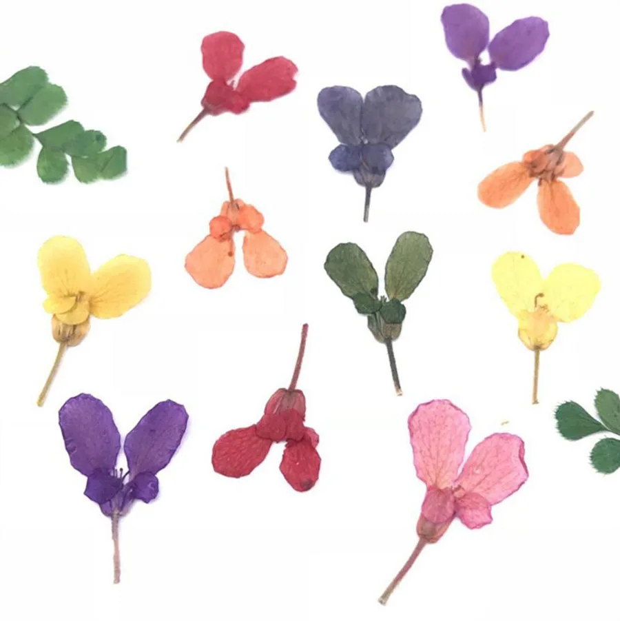 120pcs Pressed Dried 1-2cm Candytuft Flower Plant Herbarium For Jewelry Postcard Invitation Card Phone Case Bookmark DIY Craft | Дом и сад