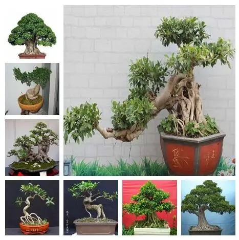50 шт. фикус лирата бонсай дерево горшки для балкона Banyan Дерево лист бонсай сад Роман растения, анти-излучение, очищает воздух