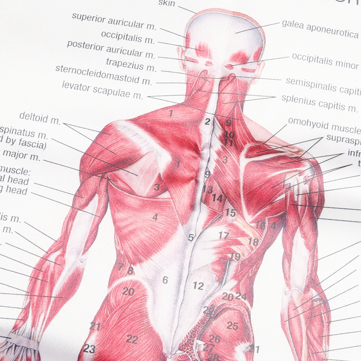 Human Anatomy Muscles System Art Poster Body Educational Chart Printed Picture for Medical Classroom Study Decor