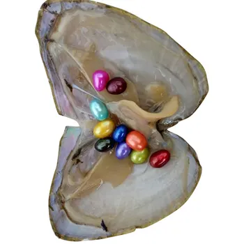 

2019 20PCS Natural Oyster Pearl Freshwater Oyster Pearls With Mussel Shell DIY Nolvelty Funny Toys For Childeren Adult Xmas Gift
