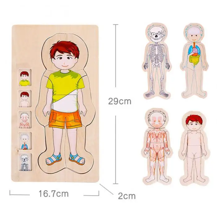Деревянные Многослойные головоломки структура человеческого тела головоломки детские развивающие деревянные игрушки 998