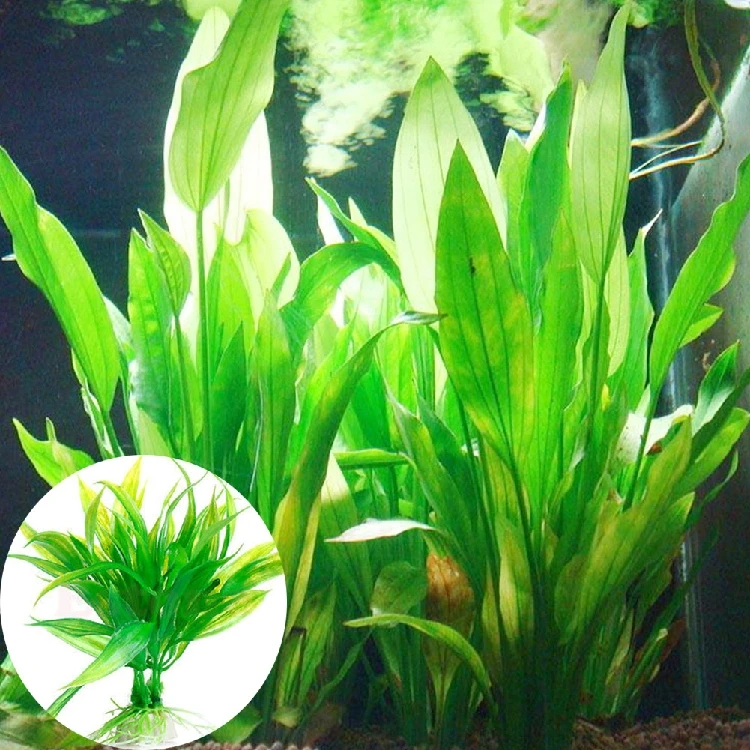 

Aquarium Plants Water Grass Fish Tank Decoration Landscape Ornament